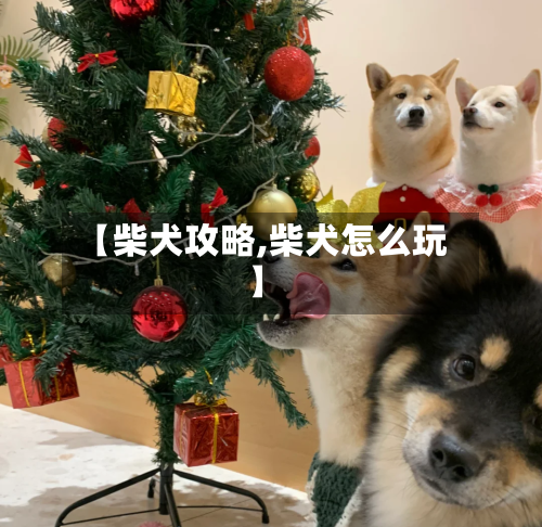【柴犬攻略,柴犬怎么玩】-第1张图片