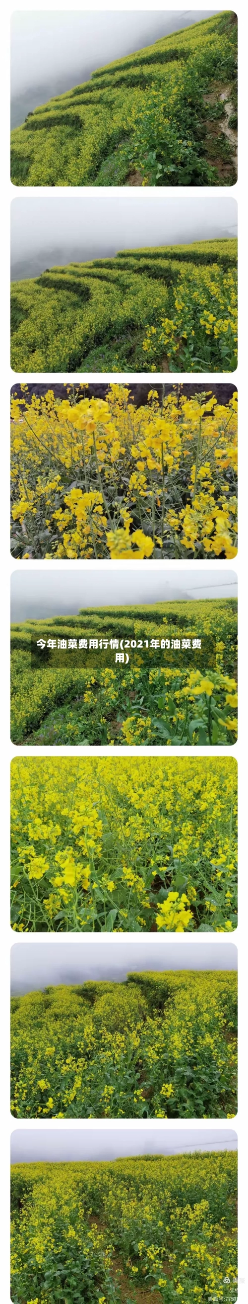 今年油菜费用行情(2021年的油菜费用)-第1张图片