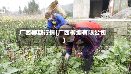 广西柳糖行情(广西柳塘有限公司)-第1张图片