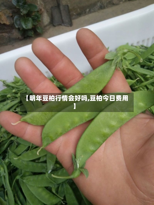 【明年豆柏行情会好吗,豆柏今日费用】-第1张图片