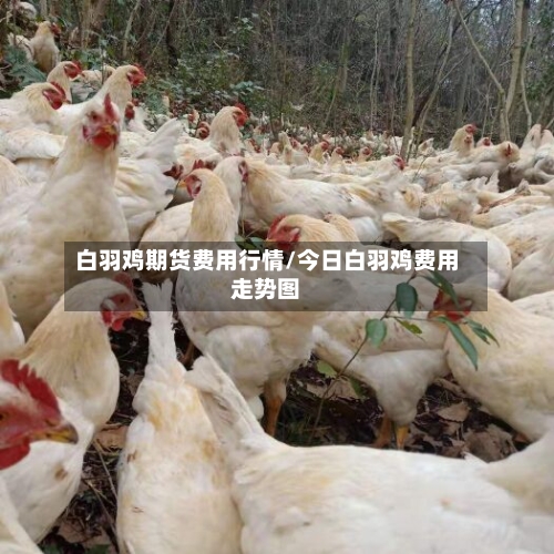 白羽鸡期货费用行情/今日白羽鸡费用走势图
