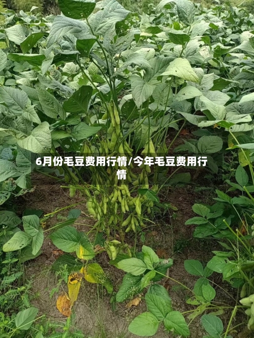 6月份毛豆费用行情/今年毛豆费用行情
