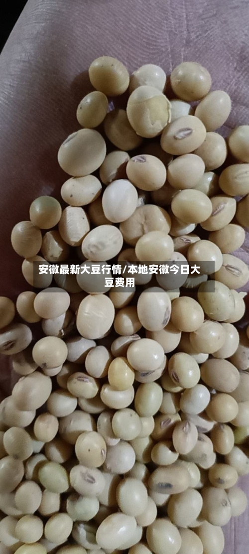 安徽最新大豆行情/本地安徽今日大豆费用-第1张图片
