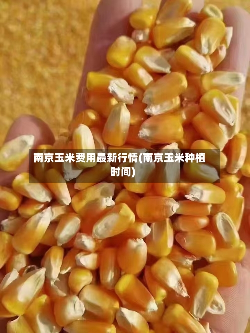 南京玉米费用最新行情(南京玉米种植时间)