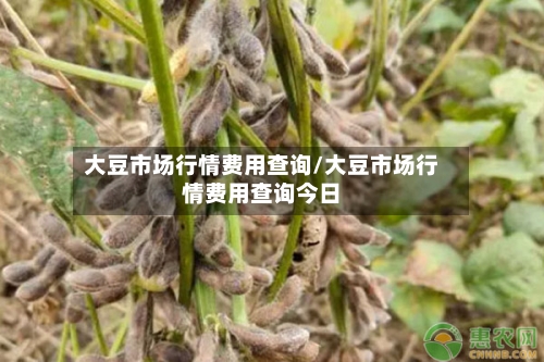 大豆市场行情费用查询/大豆市场行情费用查询今日