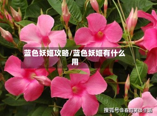 蓝色妖姬攻略/蓝色妖姬有什么用