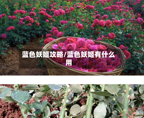 蓝色妖姬攻略/蓝色妖姬有什么用-第2张图片