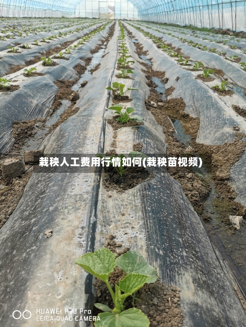 栽秧人工费用行情如何(栽秧苗视频)