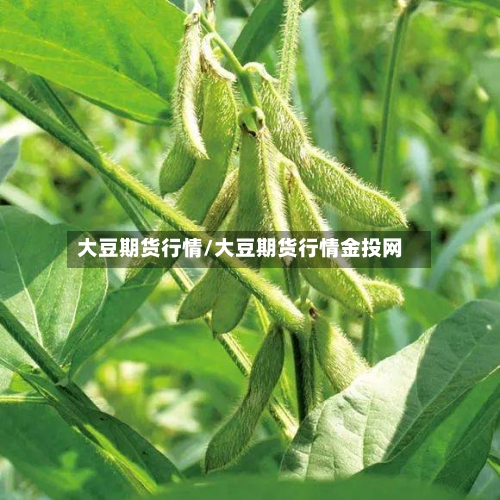 大豆期货行情/大豆期货行情金投网-第2张图片