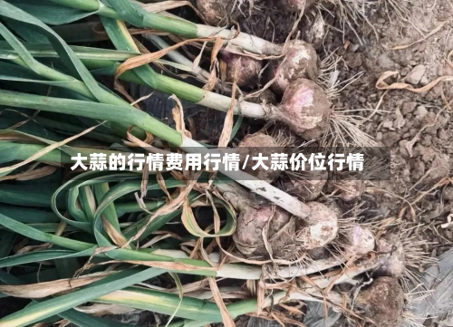 大蒜的行情费用行情/大蒜价位行情