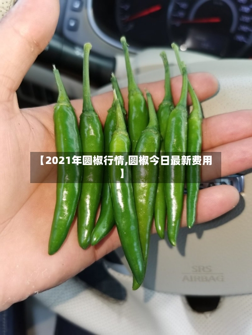 【2021年圆椒行情,圆椒今日最新费用】