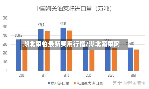 湖北菜柏最新费用行情/湖北蔬菜网-第2张图片
