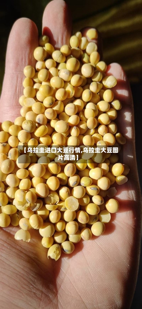 【乌拉圭进口大豆行情,乌拉圭大豆图片高清】-第2张图片
