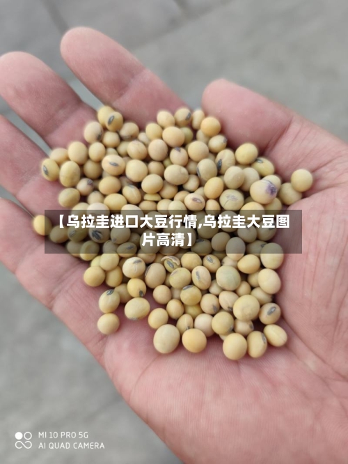 【乌拉圭进口大豆行情,乌拉圭大豆图片高清】