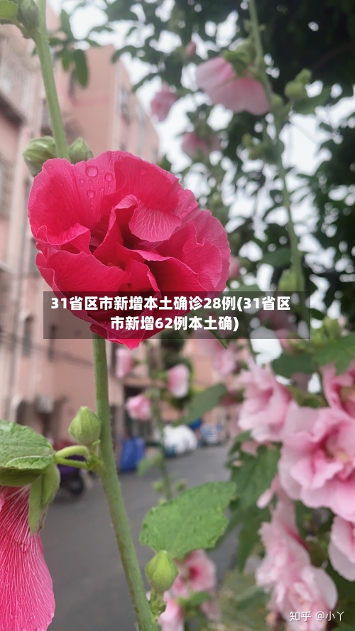 31省区市新增本土确诊28例(31省区市新增62例本土确)