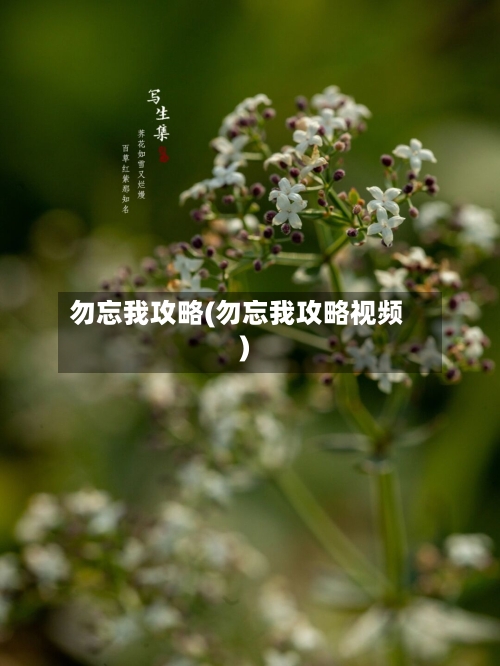 勿忘我攻略(勿忘我攻略视频)-第2张图片