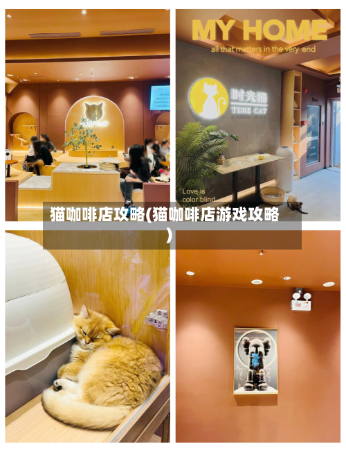 猫咖啡店攻略(猫咖啡店游戏攻略)