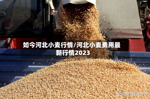 如今河北小麦行情/河北小麦费用最新行情2023-第2张图片