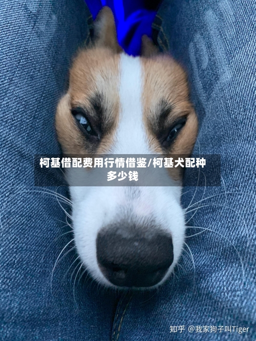柯基借配费用行情借鉴/柯基犬配种多少钱