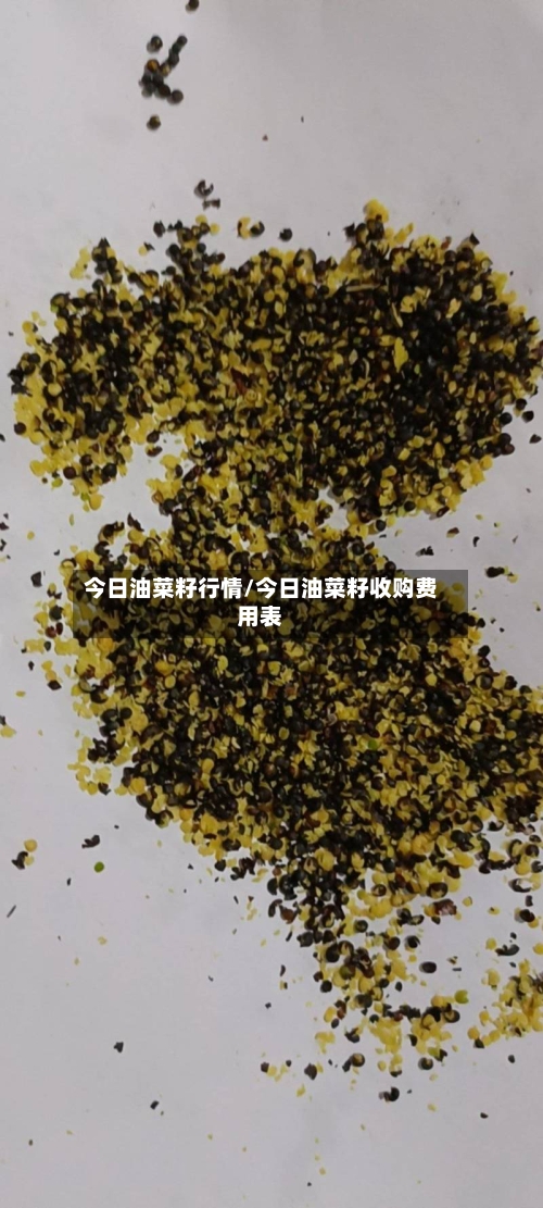 今日油菜籽行情/今日油菜籽收购费用表