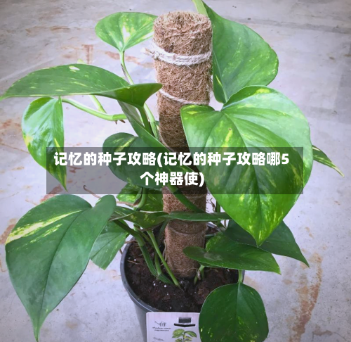 记忆的种子攻略(记忆的种子攻略哪5个神器使)-第2张图片