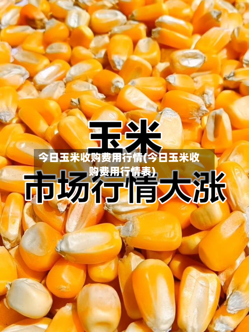 今日玉米收购费用行情(今日玉米收购费用行情表)