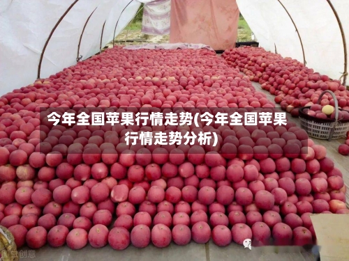 今年全国苹果行情走势(今年全国苹果行情走势分析)-第2张图片