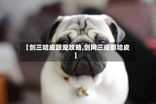 【剑三哈皮跟宠攻略,剑网三成都哈皮】-第2张图片