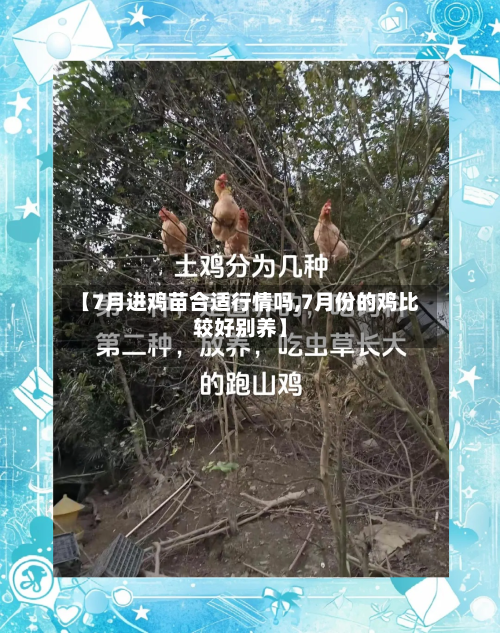 【7月进鸡苗合适行情吗,7月份的鸡比较好别养】-第2张图片