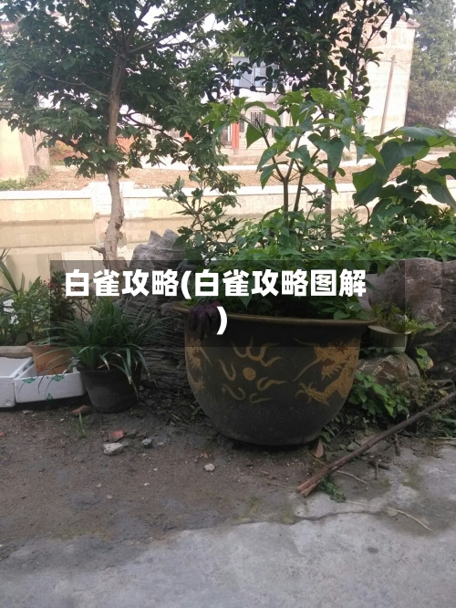 白雀攻略(白雀攻略图解)