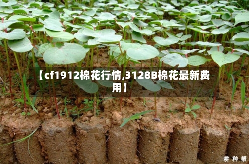 【cf1912棉花行情,3128B棉花最新费用】