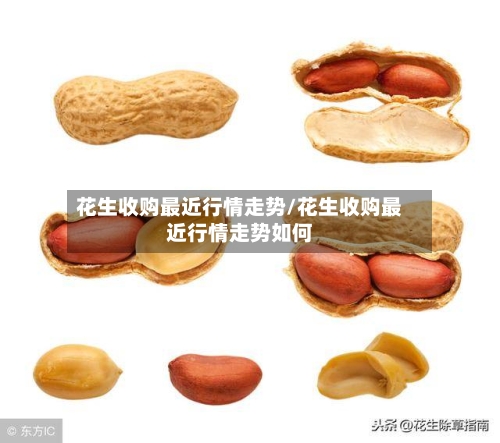 花生收购最近行情走势/花生收购最近行情走势如何