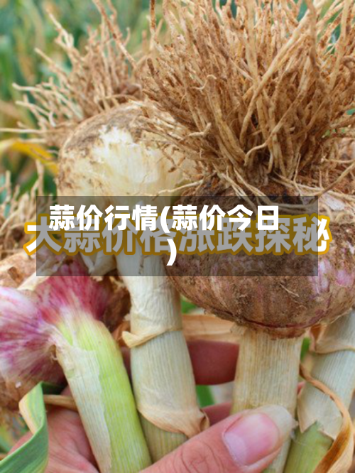 蒜价行情(蒜价今日)