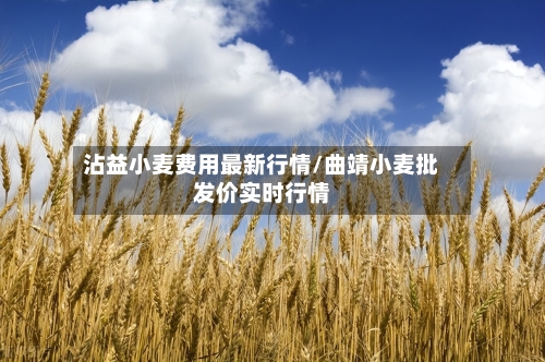 沾益小麦费用最新行情/曲靖小麦批发价实时行情