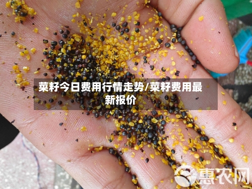 菜籽今日费用行情走势/菜籽费用最新报价