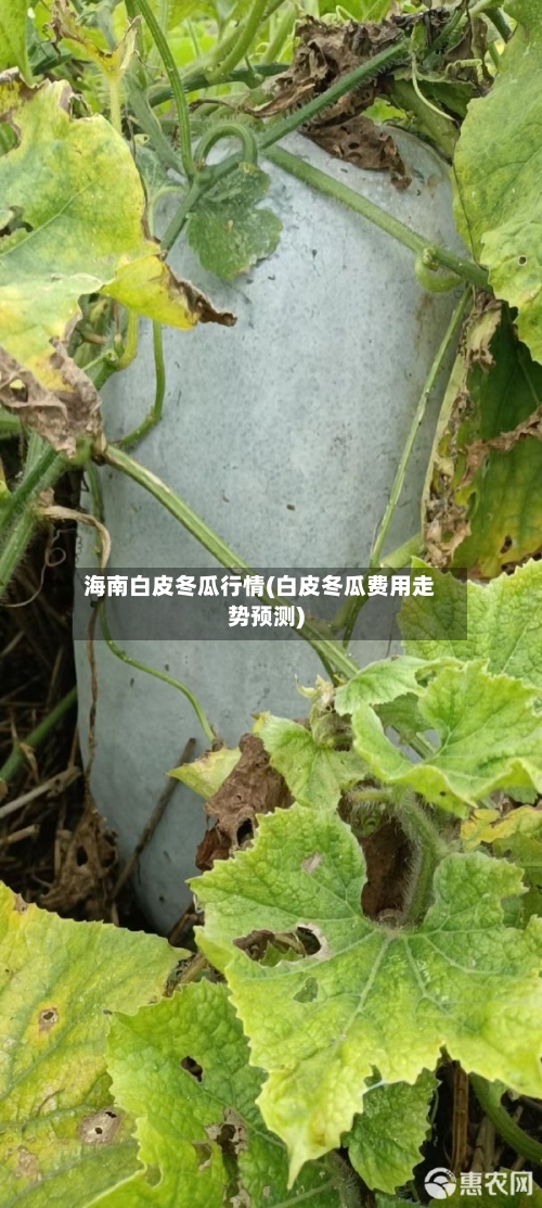 海南白皮冬瓜行情(白皮冬瓜费用走势预测)