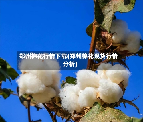 郑州棉花行情下载(郑州棉花现货行情分析)