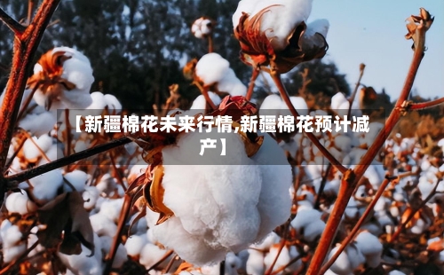 【新疆棉花未来行情,新疆棉花预计减产】-第3张图片
