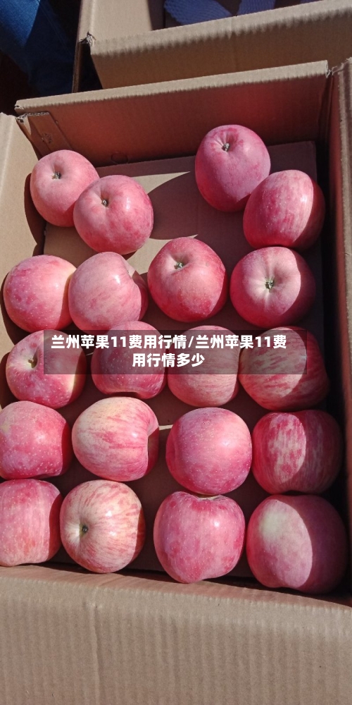 兰州苹果11费用行情/兰州苹果11费用行情多少