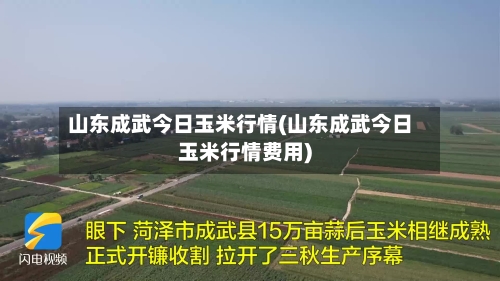 山东成武今日玉米行情(山东成武今日玉米行情费用)-第3张图片