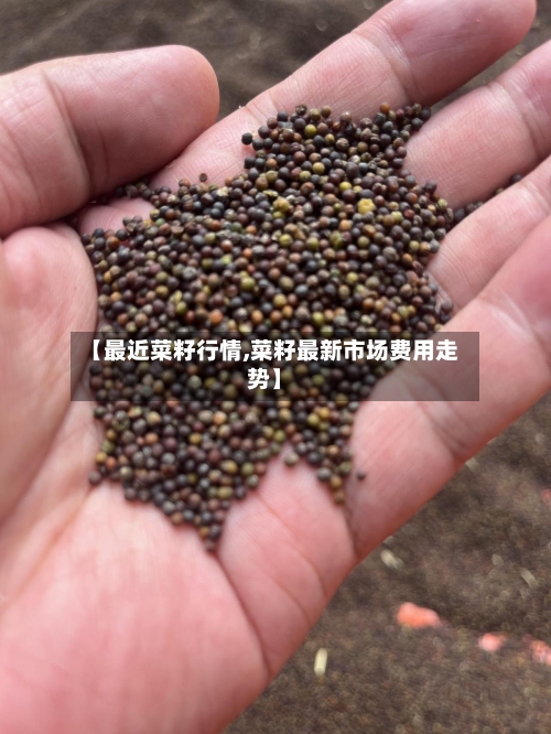 【最近菜籽行情,菜籽最新市场费用走势】-第2张图片