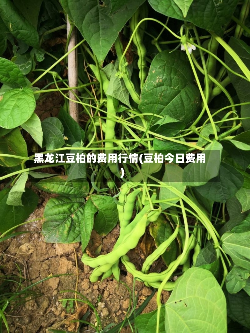 黑龙江豆柏的费用行情(豆柏今日费用)