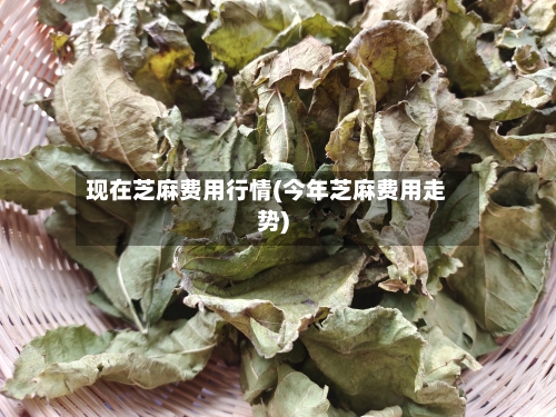 现在芝麻费用行情(今年芝麻费用走势)-第2张图片