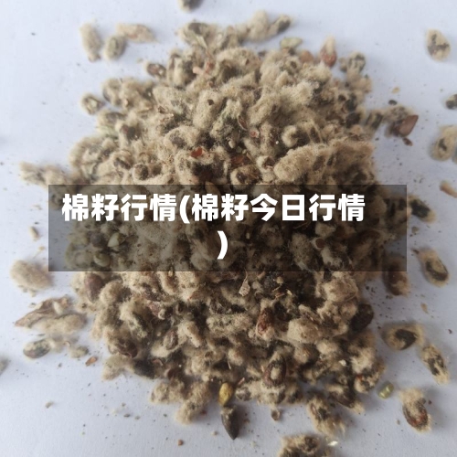 棉籽行情(棉籽今日行情)-第2张图片