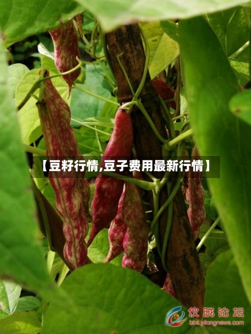 【豆籽行情,豆子费用最新行情】