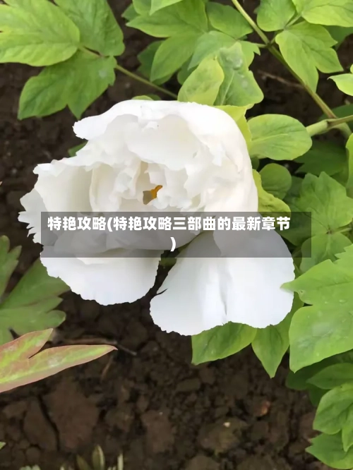特艳攻略(特艳攻略三部曲的最新章节)-第3张图片