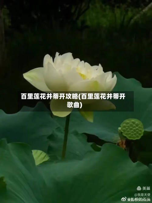 百里莲花并蒂开攻略(百里莲花并蒂开歌曲)