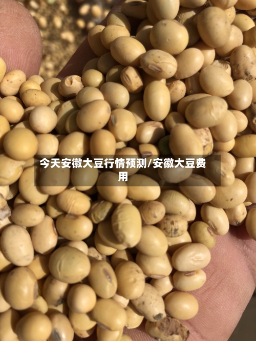 今天安徽大豆行情预测/安徽大豆费用