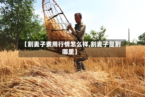 【割麦子费用行情怎么样,割麦子是割哪里】