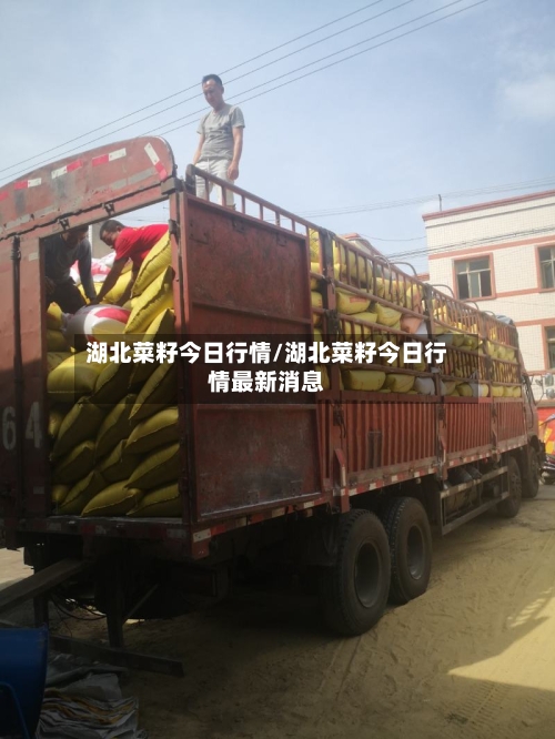 湖北菜籽今日行情/湖北菜籽今日行情最新消息